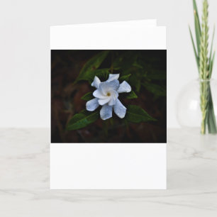 Gardenia, card