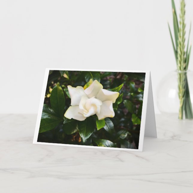 Gardenia, card (Front)
