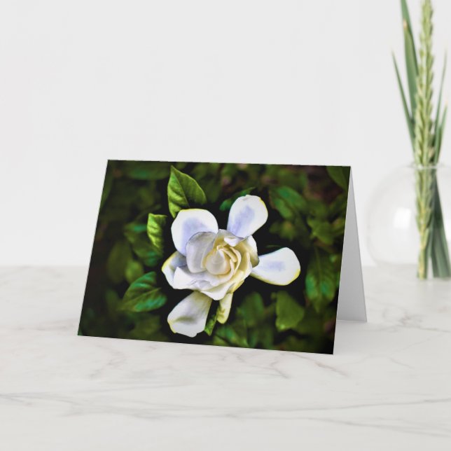 Gardenia, card (Front)