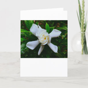 Gardenia, card
