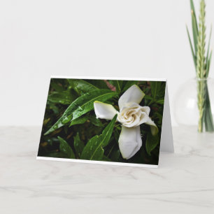 Gardenia, card