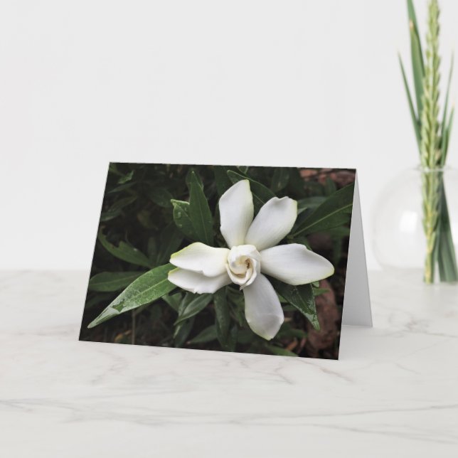 Gardenia, carte (Devant)