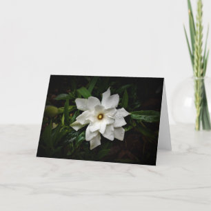 Gardenia, carte