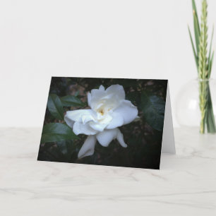 Gardenia, carte