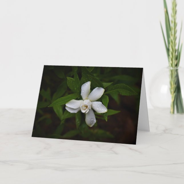Gardenia, carte (Devant)