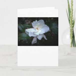 Gardenia, carte