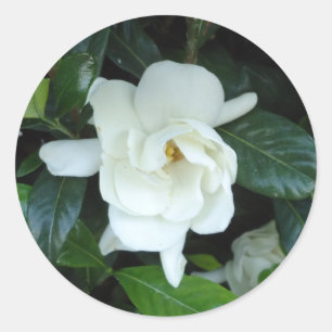 Gardenia Classic Round Sticker