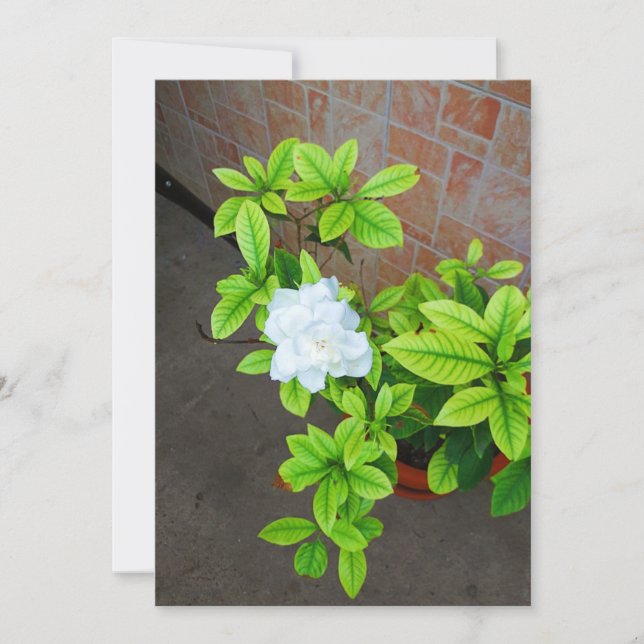 Gardenia Flower Blank Card (Front)