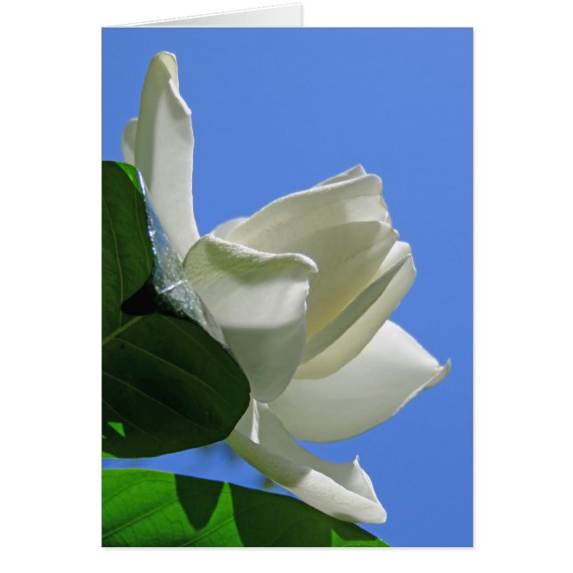 Gardenia hawaïenne (Devant)