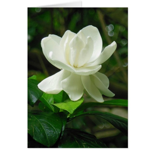Gardenia hawaïenne (Devant)