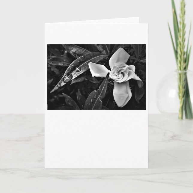Gardenia - Noir, carte (Devant)