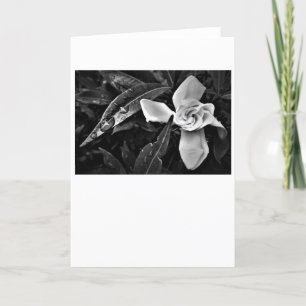 Gardenia - Noir, carte