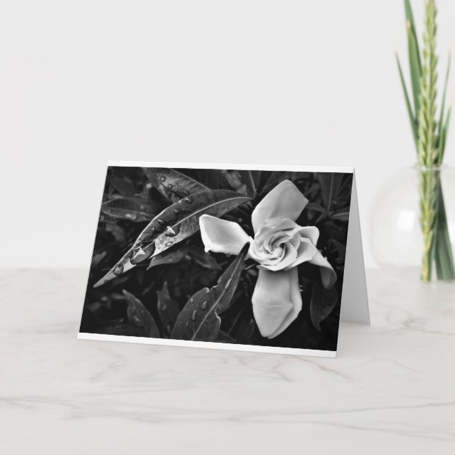 Gardenia - Noir, carte (Devant)