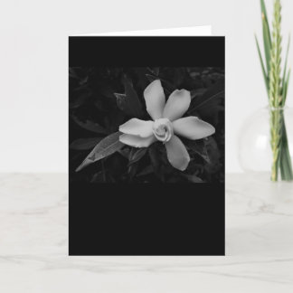 Gardenia - noir, carte