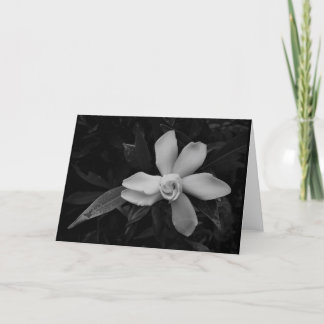 Gardenia - noir, carte