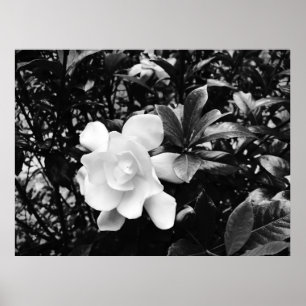 Gardenia, Poster