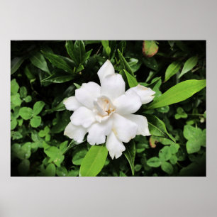 Gardenia, Poster