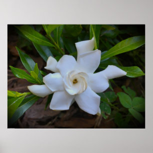 Gardenia, Poster