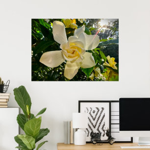 Gardenia, Poster