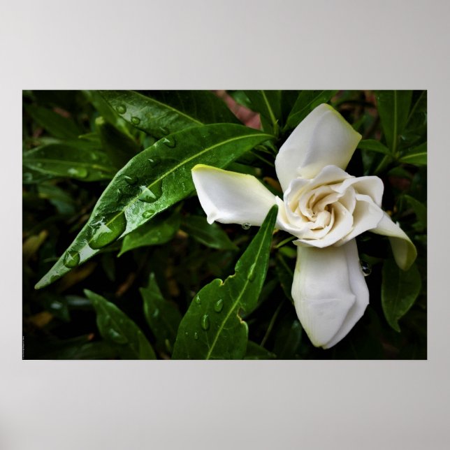 Gardenia, Poster (Front)