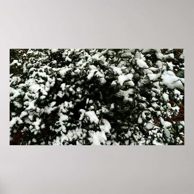 Gardenia & Snow, Poster (Front)