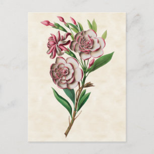Gardenia Vintage Botanical Postcard