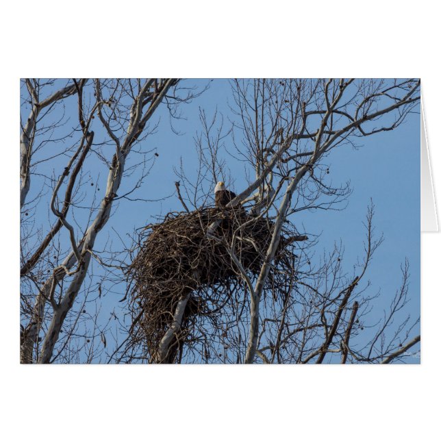 Garder l'aigle (Devant Horizontal)