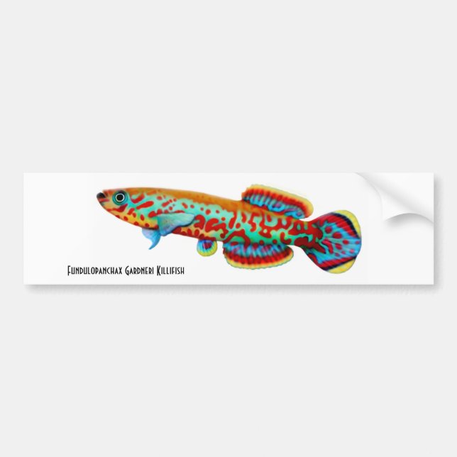 Gardneri Killifish Bumper Sticker (Front)