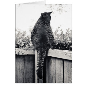 Gargoyle vivant