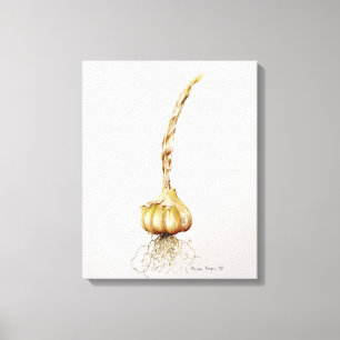 garlic 1998 canvas print
