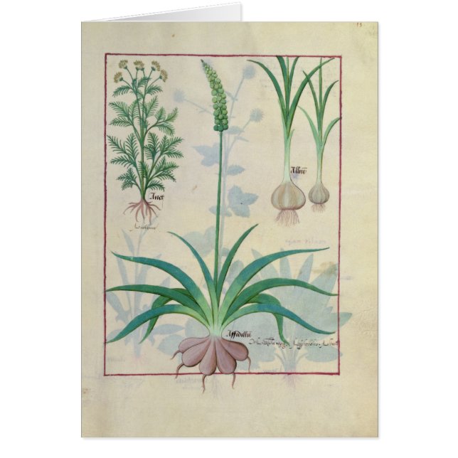 Garlic and other plants (Front)
