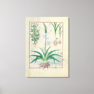 Garlic and other plants canvas print