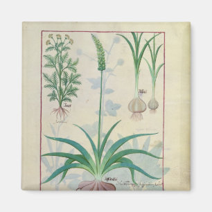 Garlic and other plants magnet