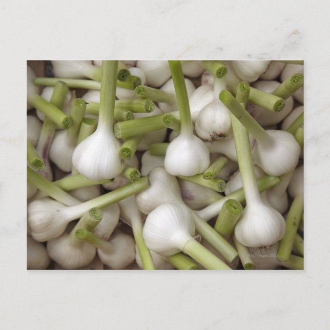 Garlic bulbs postcard (Front)