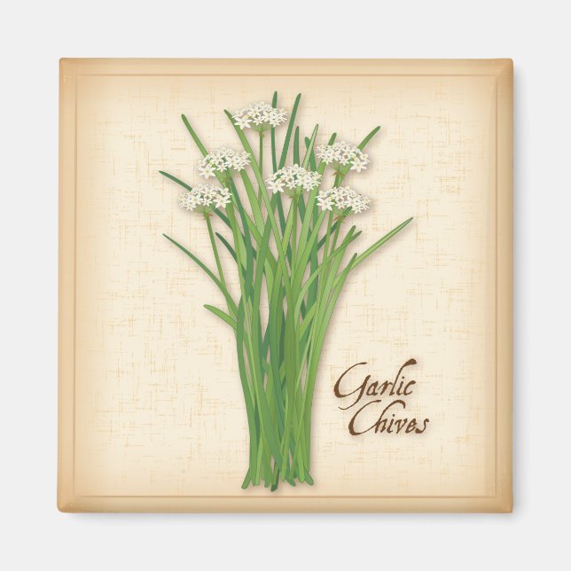 Garlic Chives Herb Magnet (Front)