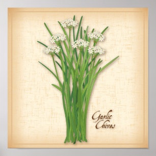 Garlic Chives Herb Poster