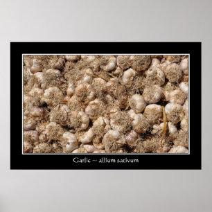 Garlic in French market poster