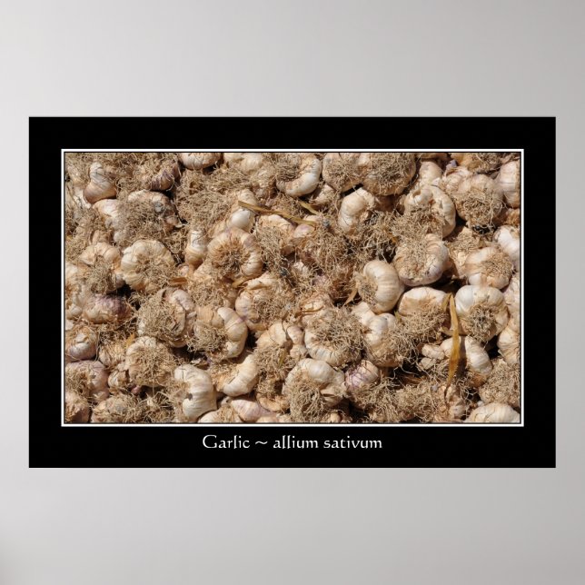 Garlic in French market poster (Front)