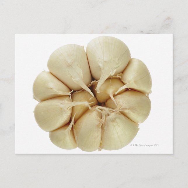 Garlic  isolated on white background, DFF image, Postcard (Front)