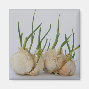 garlics magnet