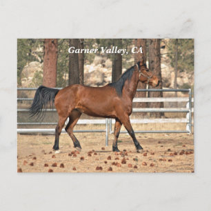 Garner Valley Postcard