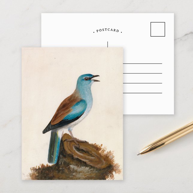 Garrulous Roller | William Lewin Postcard (Creator Uploaded)