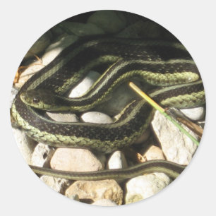 Garter Snake Classic Round Sticker