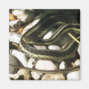 Garter Snake on Rocks  Magnet