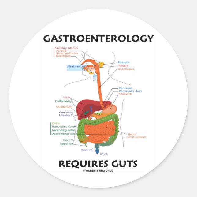 Gastroenterology Requires Guts (Digestive System) Classic Round Sticker (Front)