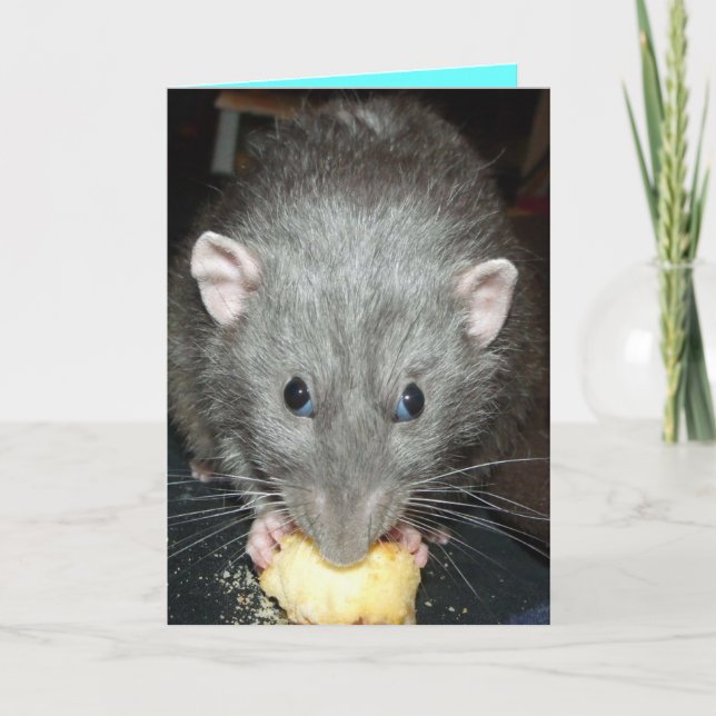 gâteau de mangeur de rat dumbo Carte d'anniversair (Devant)