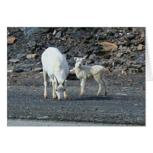 Gates of the Arctic Blank Card