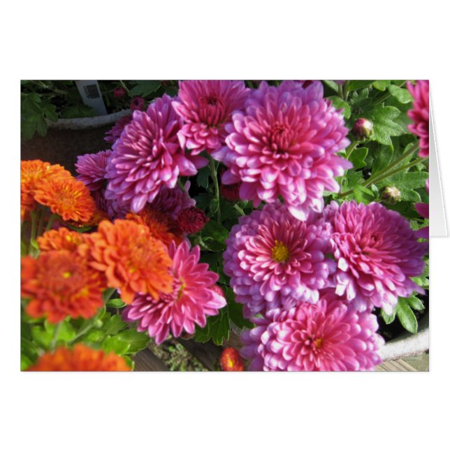 Gathering Mums (Front Horizontal)