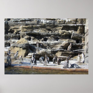 Gathering of the Penguins Poster