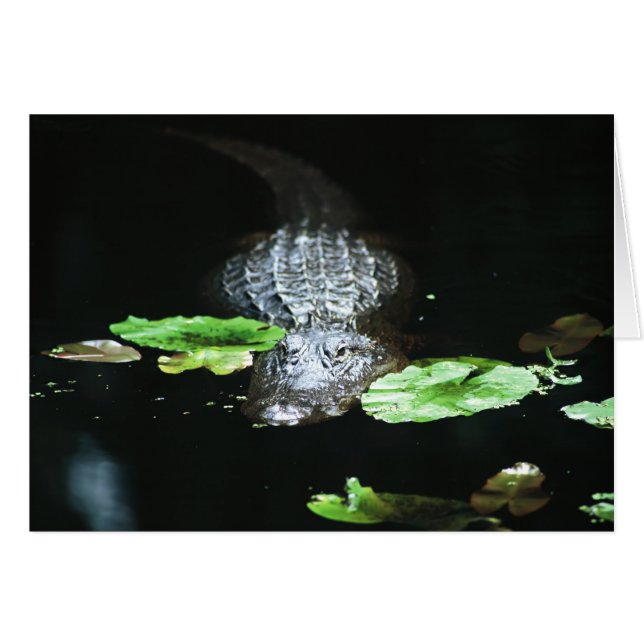 Gator (Front Horizontal)